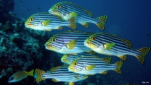 Maldives 2021 - Diagramme oriental - Oriental sweetlips - Plectorhinchus vittatus - DSC00326_rc